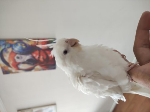 Albino sultan papağanı ele alıştık