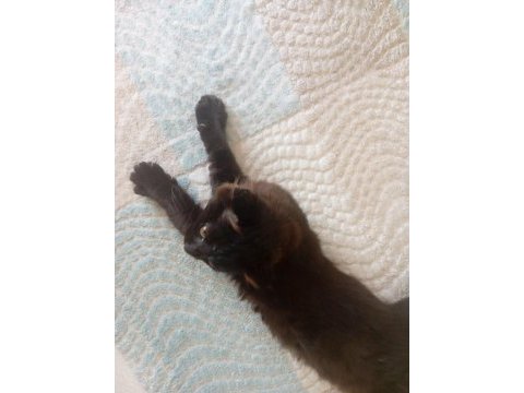 Çok uysal minik yavru british longhair