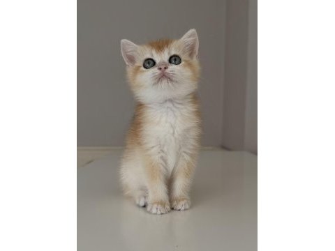 Full şecereli british shorthair ny12 dişi yavru