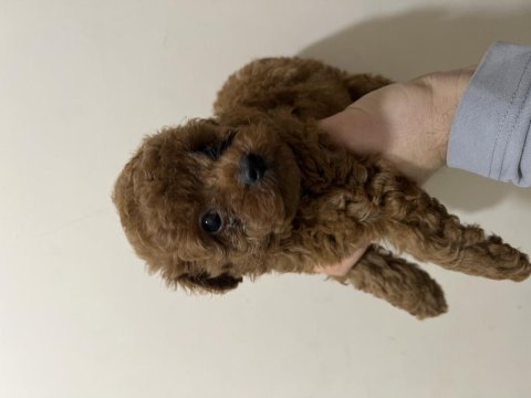 Toy poodle yavrumuz