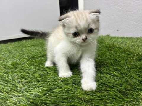 Scottish fold shaded