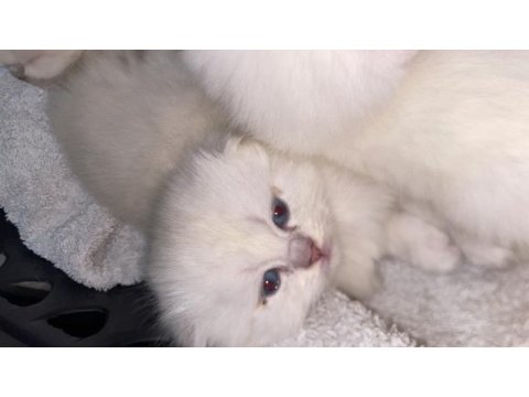 Scottish fold yavrular çok tatlı