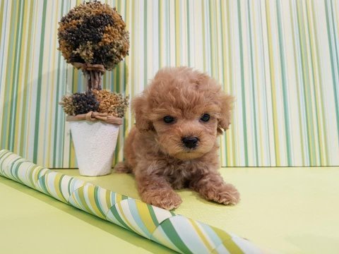 F2 maltipoo yavruları