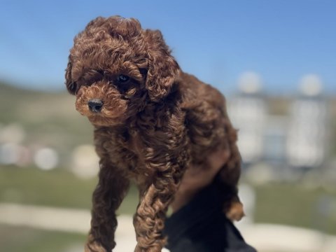 Show kalite red brown toy poodle yavrularımız