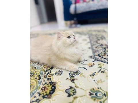 British longhair erkek