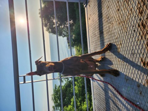 8 aylık kızıl doberman