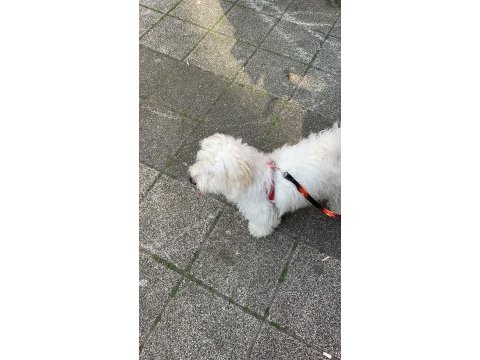 Orjinal maltese terrier