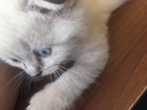 Sevimli yavrular scottish fold