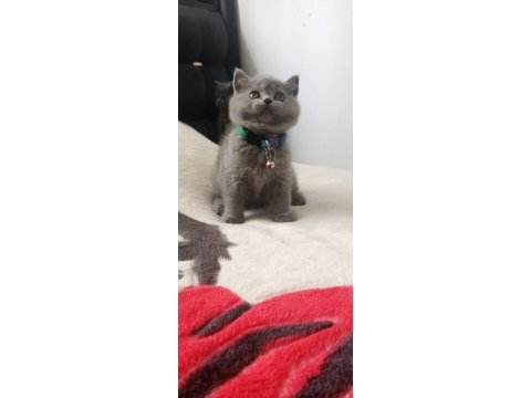 Ayı surat british shorthair