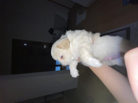 Kendi pekinez kızımın ilk doğumu