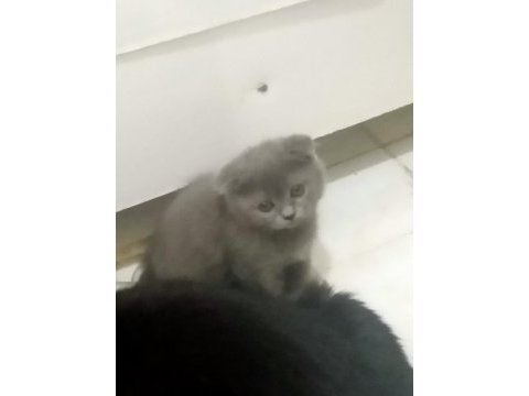 Scottish fold yavru