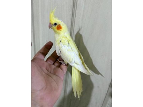 51 günlü kusursuz lutino bebek sultan