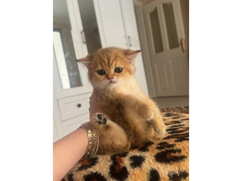 Safkan british shorthair golden dışı yavru