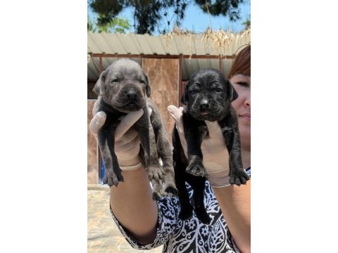Cane corsa alan koruma köpeği yavruları 