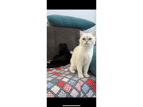 British shorthair kedilerimize acil ev arıyoruz ücretli
