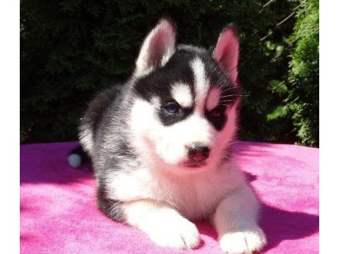 Husky sibirya yavruları
