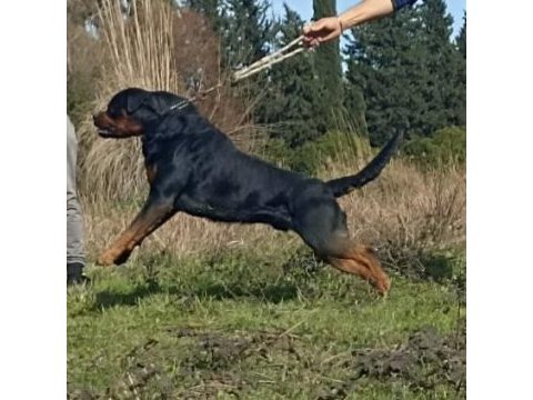 Rottweiler von baboş