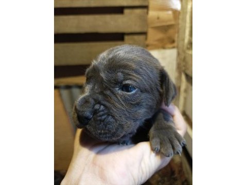 Yavru cane corso