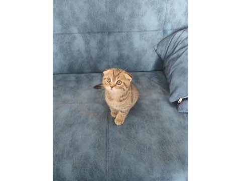 2 aylık golden spotted scottish fold
