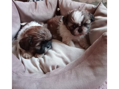 Sağlıklı mükemmel shih tzu yavrularımız
