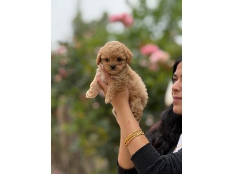 Çok sağlıklı malıtpoo bebekler 