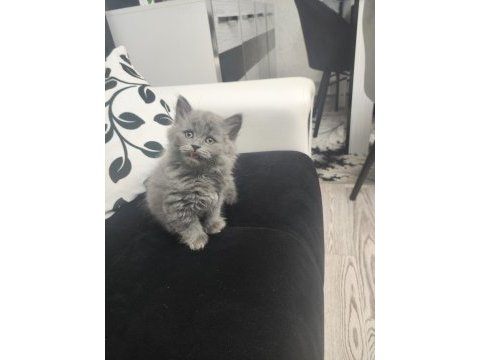 Mama ve tuvalete eğitimi tamam british bebişler