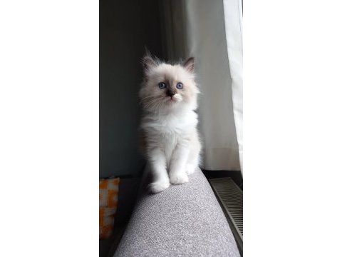 Safkan ragdoll mitted point