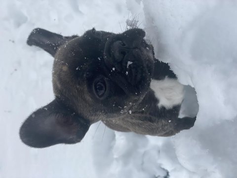 4 aylık french bulldog sorunsuz