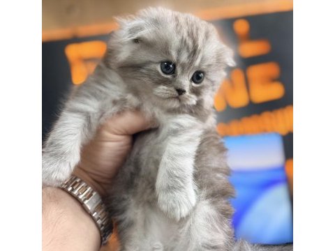 Scottish fold longhair özel renk ırk garantili dişi