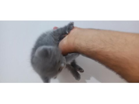 Yavru 2 aylığa yakın mama yiyorlar tuvalet