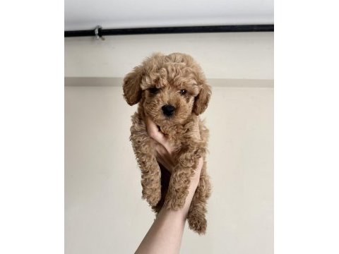 0 numara red brown aşılı maltipoo yavrular