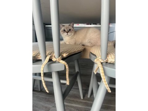 Çiftleştirmek için dişi kedi arıyoruz
