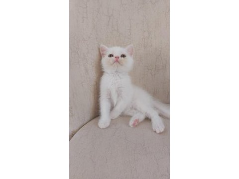 British shorthair ve scottish fold yavrular
