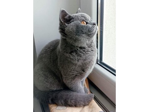 80 günlük safkan british shorthair ayı surat