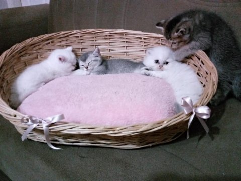 British longhair pamuk şekerler yeni ailelerini bekliyor