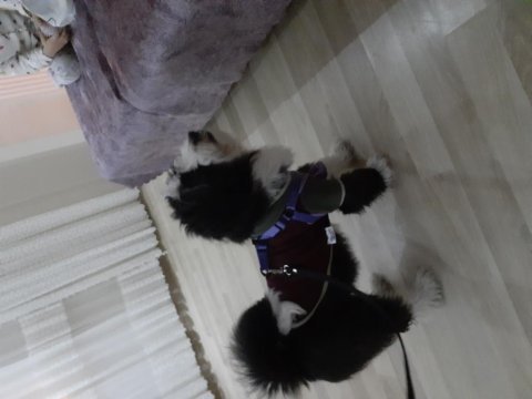 Tibet terrier harika ırk