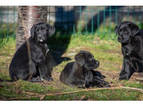 Golden retriever - labrador retriever mix bebekler