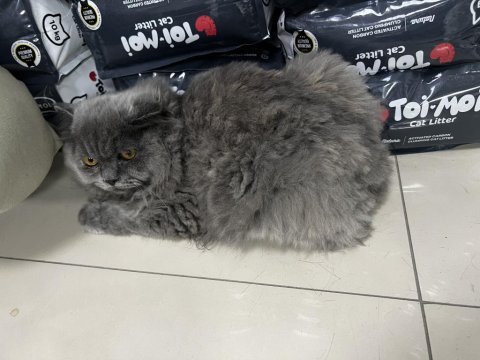 3.5 aylık dişi kedimiz