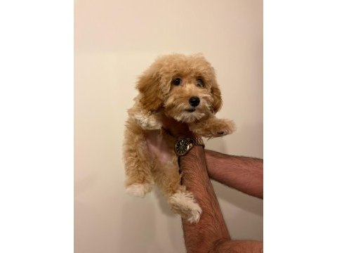 A class maltipoo yavrular