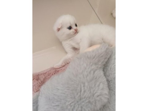 Beyaz scottish fold