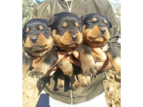 Rottweiler yavruları a kalite tüm illere gönderim