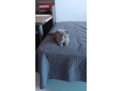 Minnacık şeker bir kedimiz