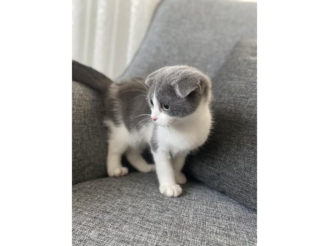 Scottish fold iki aylık erkek