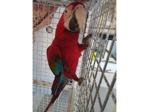 Macaw papağanı ele kola gelir