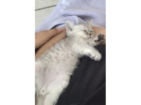 Piko çok akıllı ponçik bir yavru kedimiz