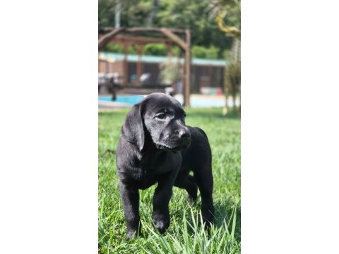 Üst kalite labrador retriever yavruları muhteşem formda