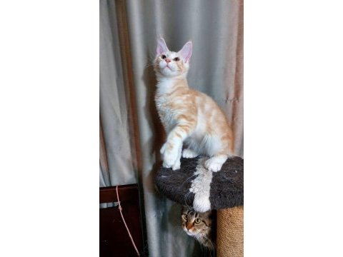Full şecereli maine coon ünvanlı ebeveynlerden
