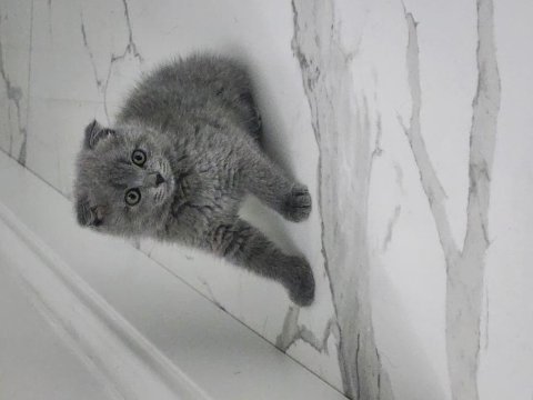 Safkan scottish fold