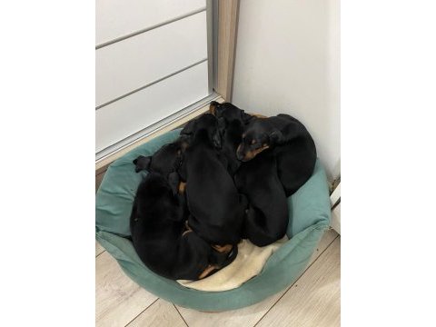 Doberman amerikan cinsi