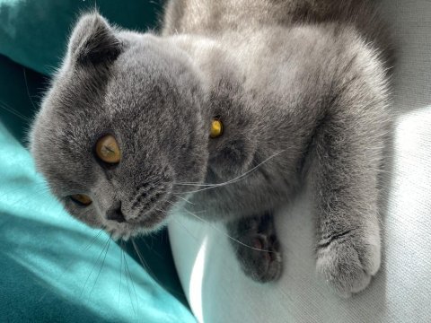British longhair